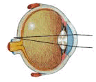 eye hypermetropia